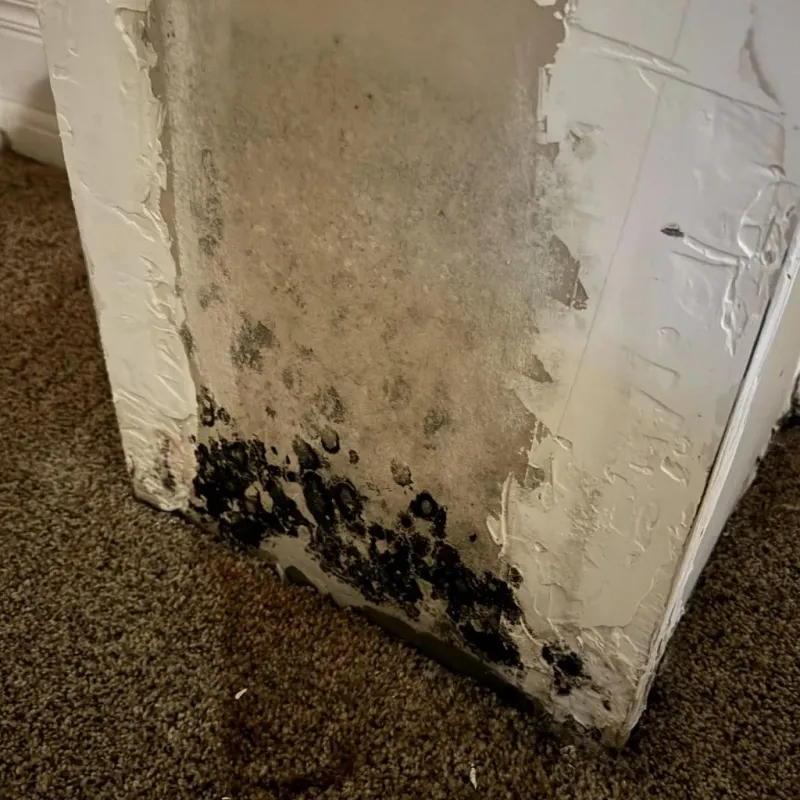 Professional Mold Removal in Knoxville, IL